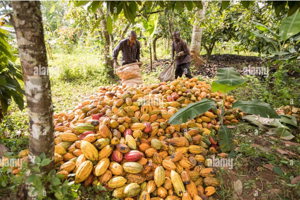Cocoa from Uganda